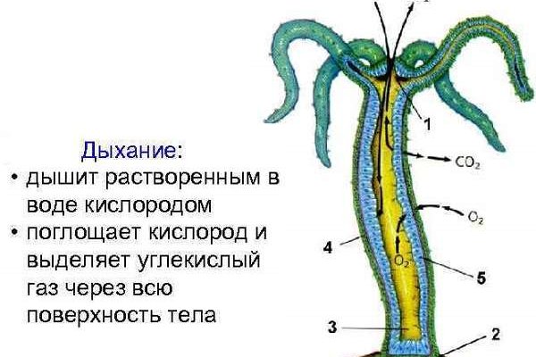 Кракен ат сайт