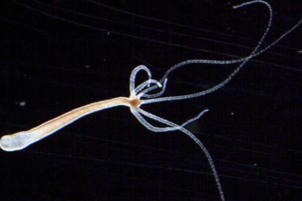 Кракен как зайти на сайт